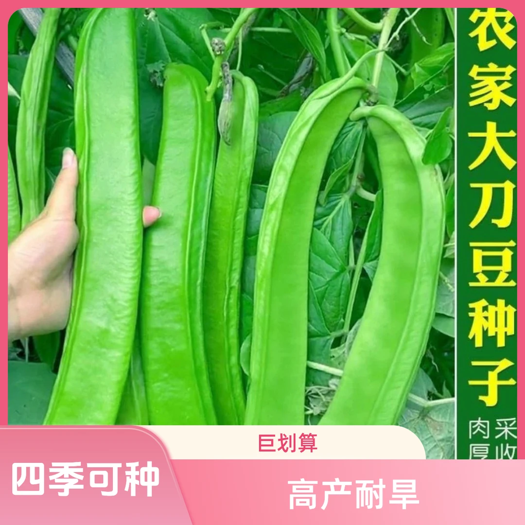 【大刀豆种子】四季巨型大扁豆种子阳台盆栽高产大田特色蔬菜种子