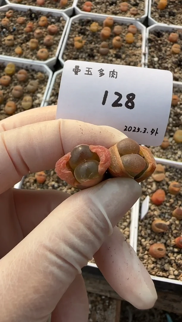 【闪购商品】3.8-128