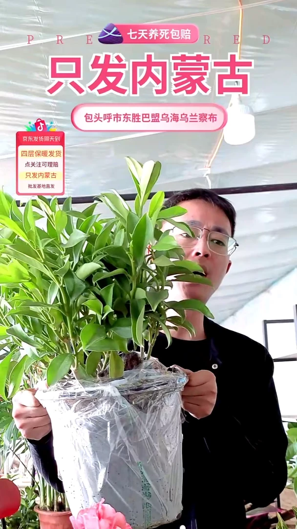 完全开放大颗非洲茉莉