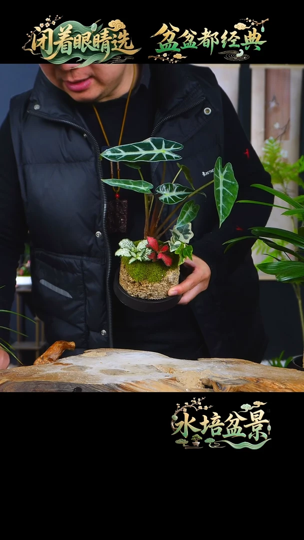 石云社一物一拍组合盆栽30