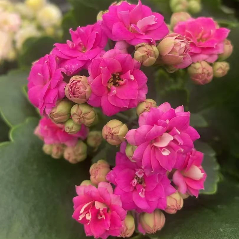 紫瑞朵  重瓣大花长寿花室内懒人观赏花卉盆栽好养基地直发包邮