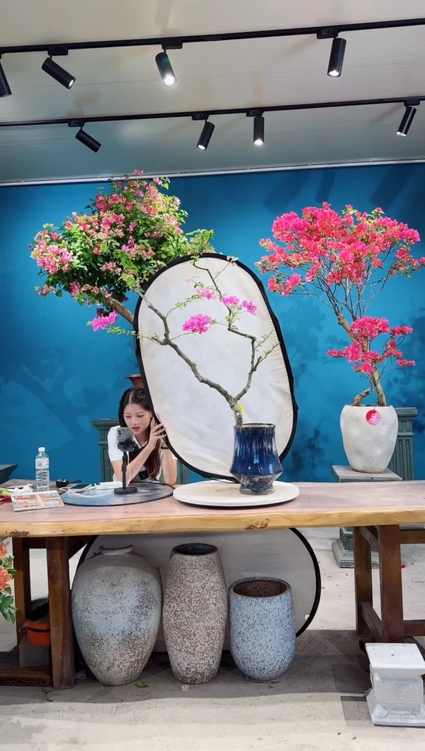 全部花朵漳红樱·三角梅