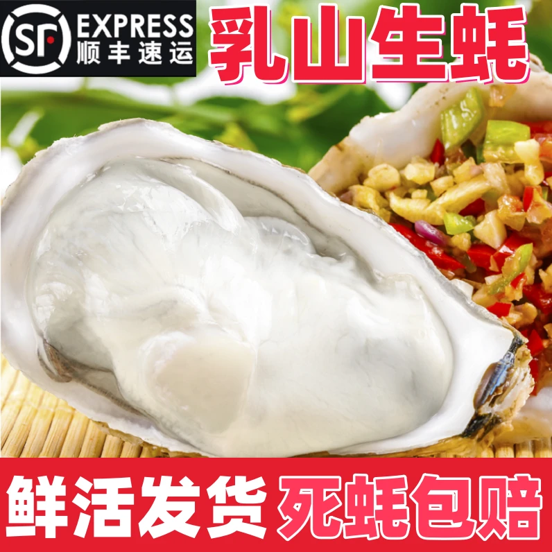 2024正宗乳山生蚝鲜活牡蛎海蛎子威海海鲜原产地快递包邮5斤