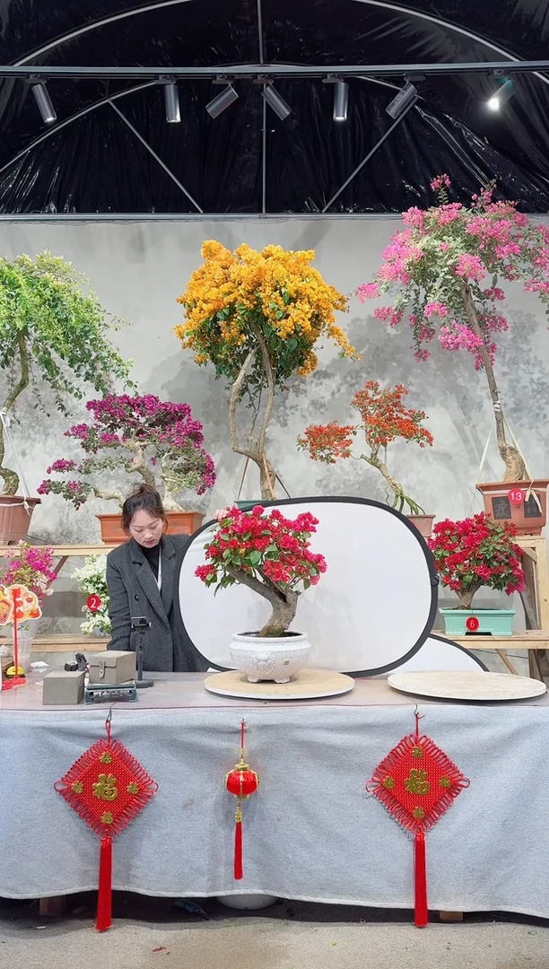 【闪购商品】盆景四季同安红