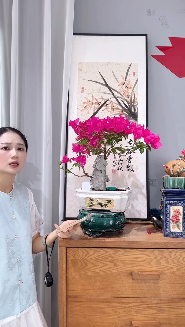 全部花朵简*三角梅老桩盆景