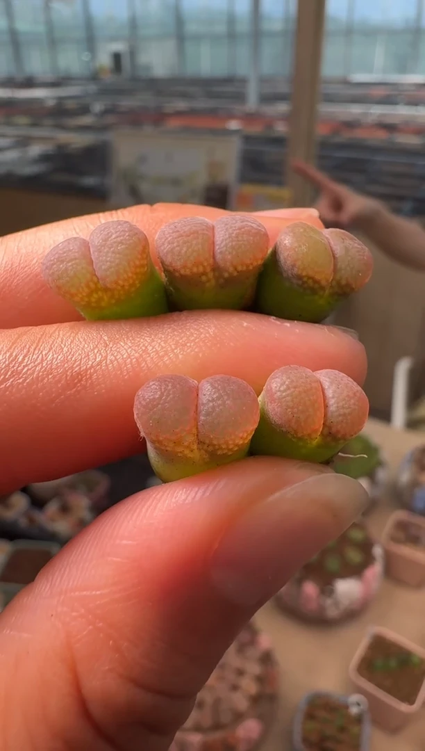 615多肉植物肉锥731一颗