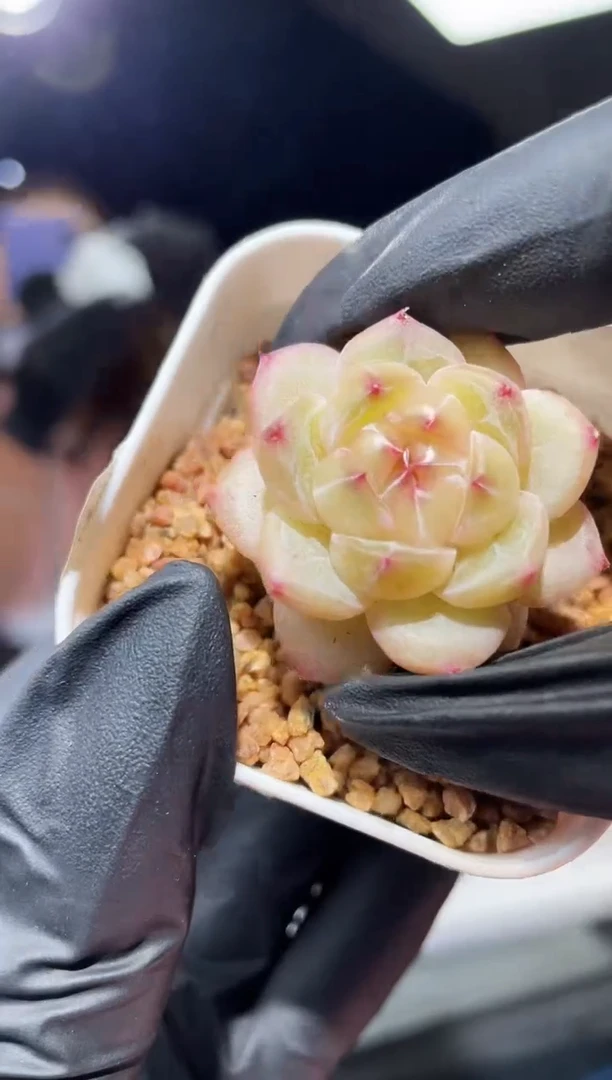 闪购544 桃灼多肉一颗   3-3.5厘米