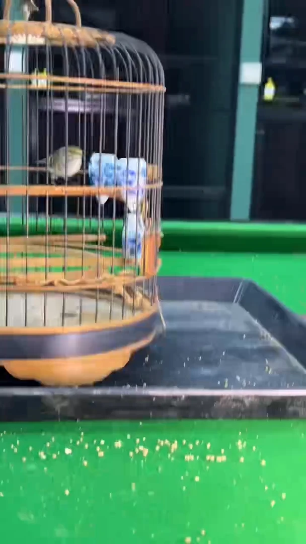 46号黄腰养笼0元起拍