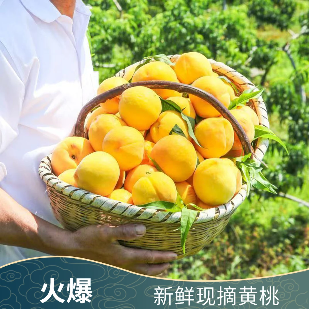 甄鲜秘语湖北襄阳黄桃60mm+应季水果桃子一口爆汁产地现采直发