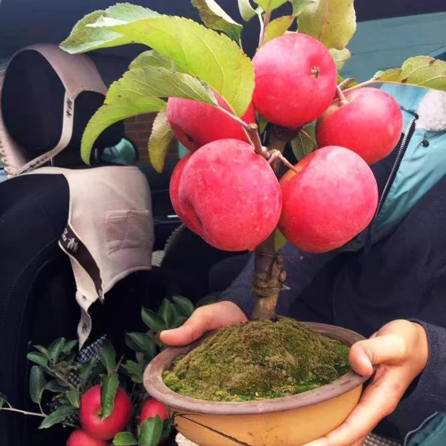 A红将军花园植物盆栽（反季节带果发货）