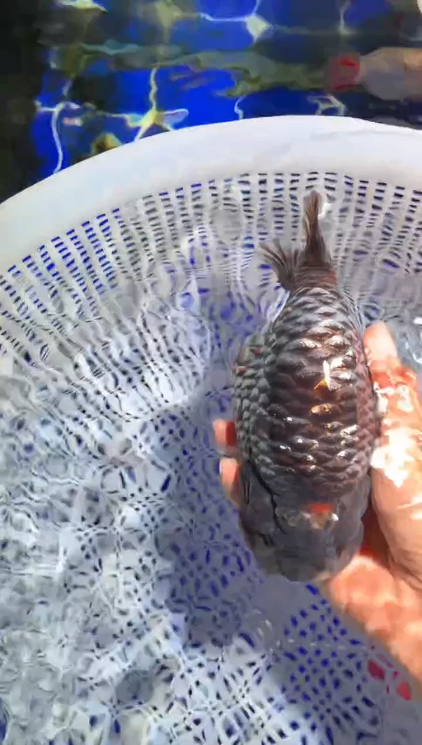 金鱼（运费到付，马印灯下展示）福州追鱼兰寿金鱼