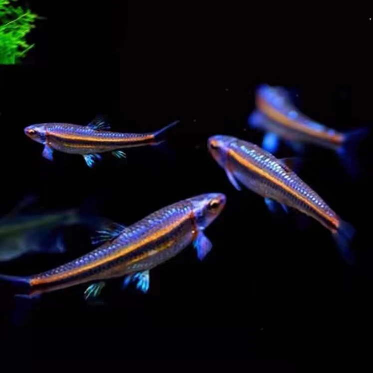 紫光精灵 热带观赏鱼