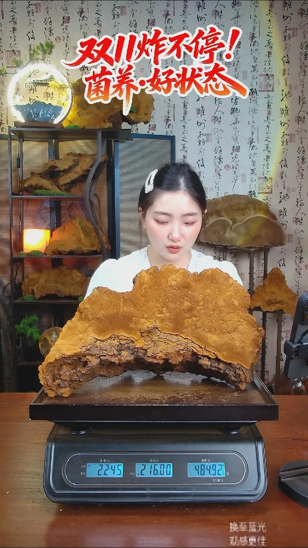 松针层孔菌中国大陆【藏区 野生】松树桑黄（4.49斤）60-70年份