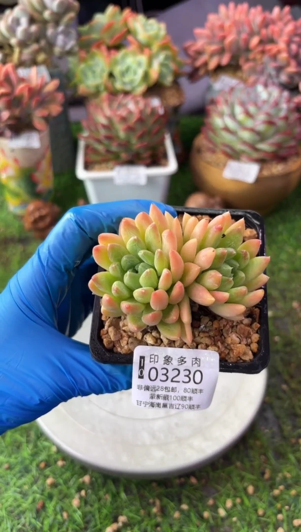 昆明印象多肉03230