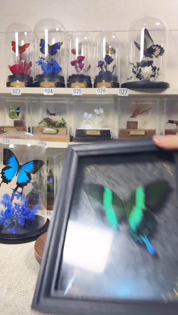 大自然真实的蝴蝶标本-微瑕