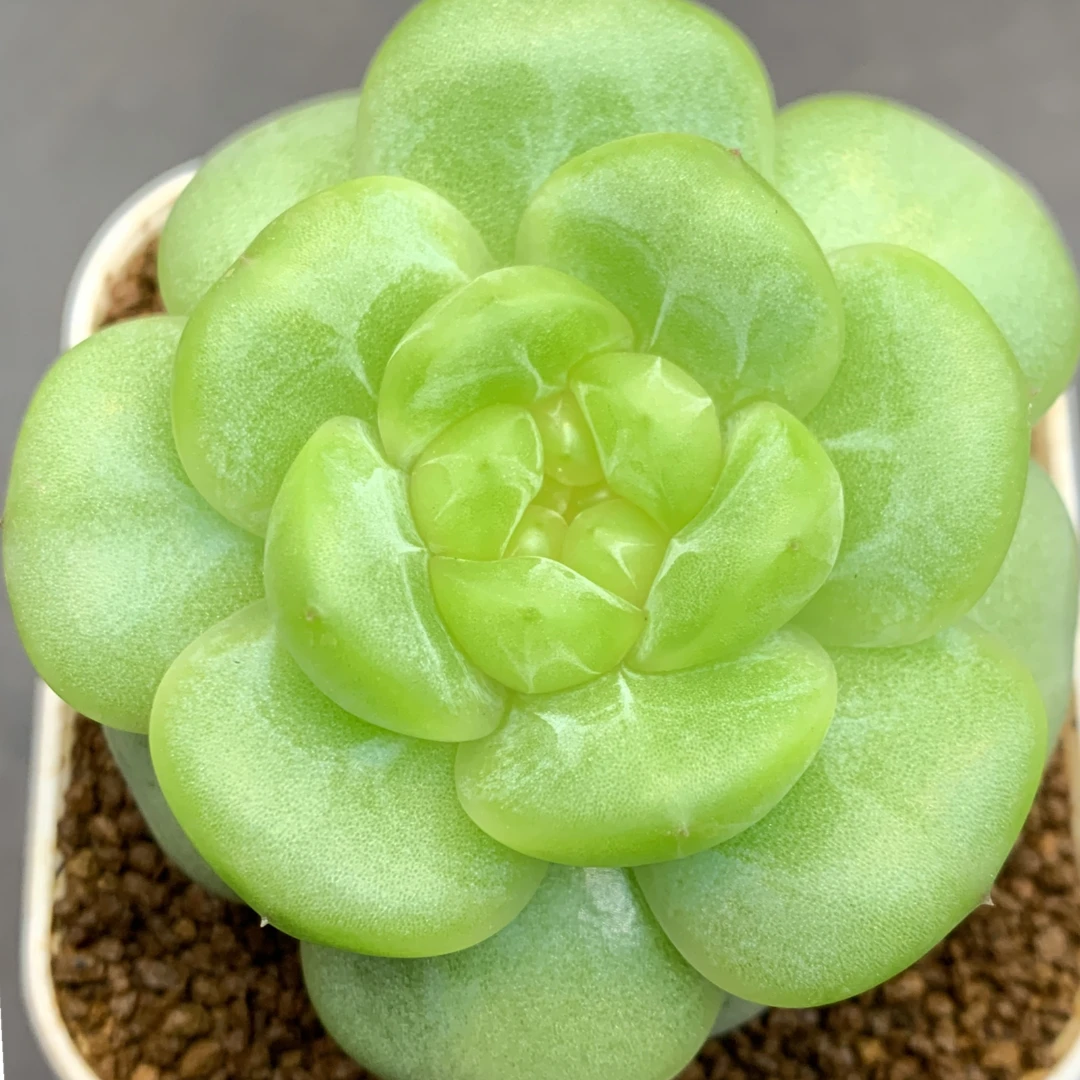 五号链接 i044-i048 框拍 11/12 花意匠多肉 加入购物车查看回放