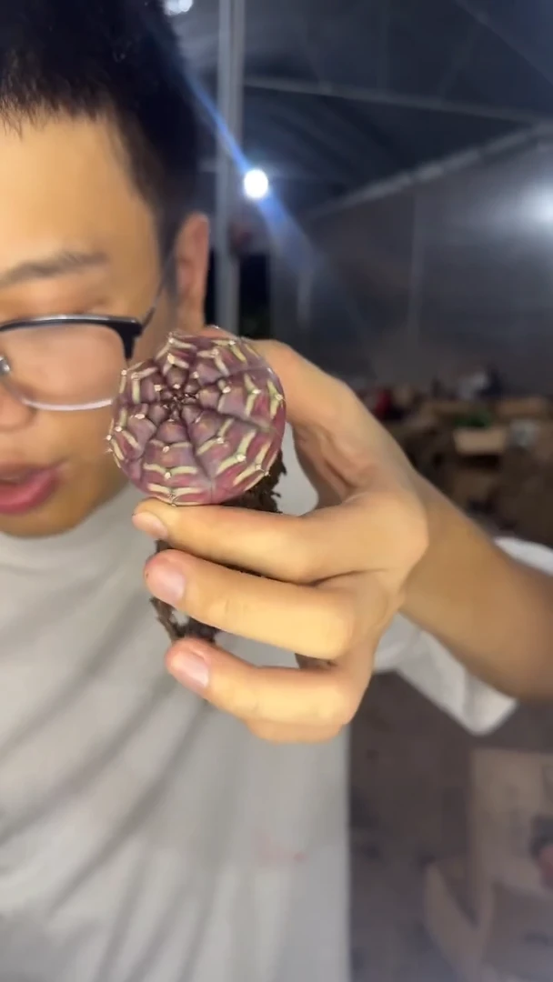 梦想牡丹【带根】4-6cm