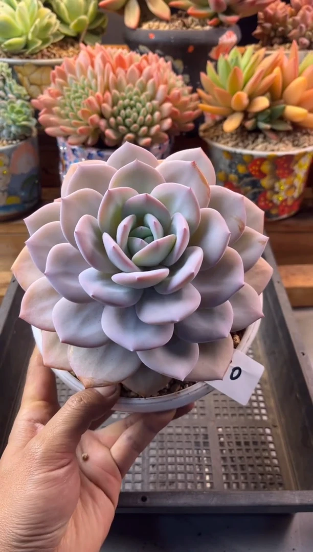 12.9-30奶茶老桩1111111111111