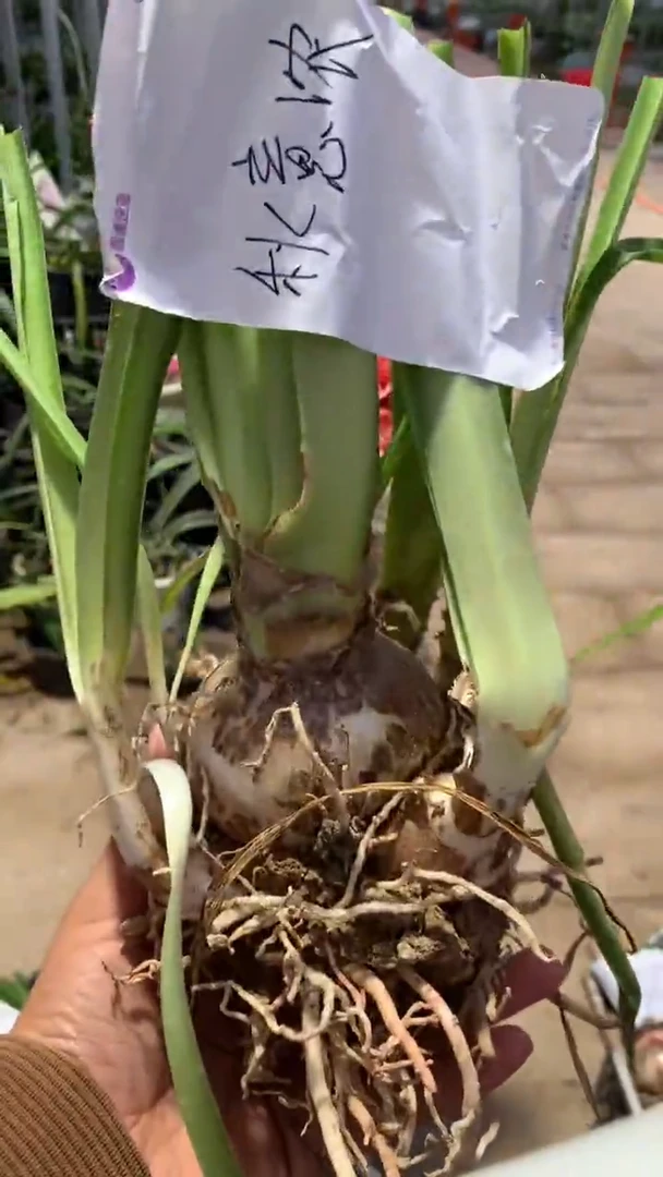 当前无花栽培后可以开花秋意浓6cm+带侧