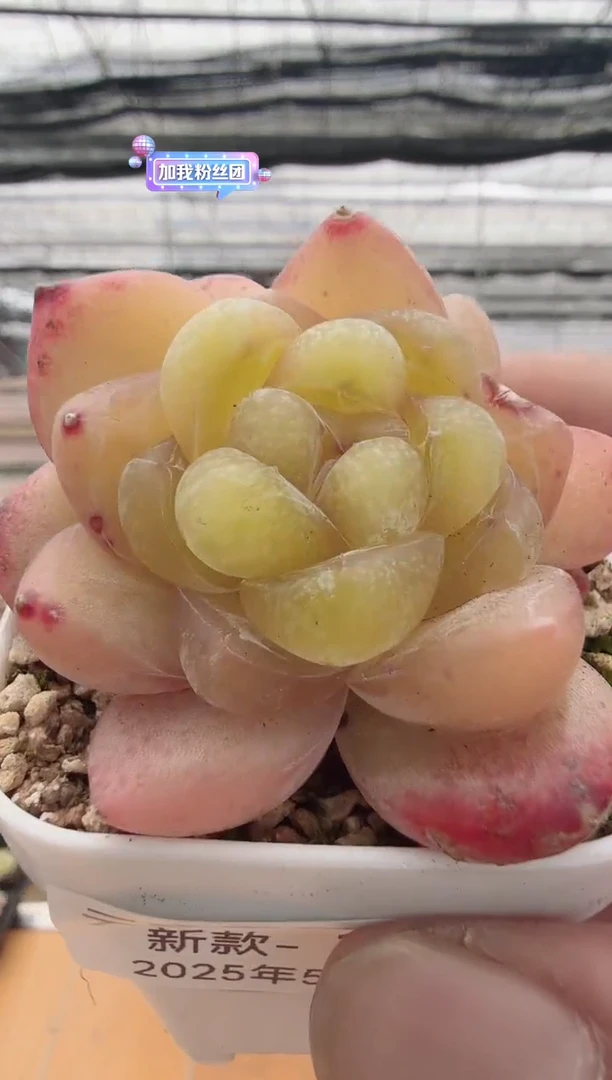 东云多肉园新款-18