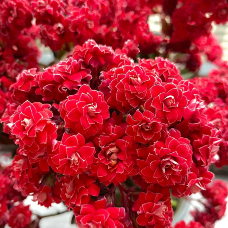 【长寿花】到手五盆五色四季开花多年生植物好养易成活