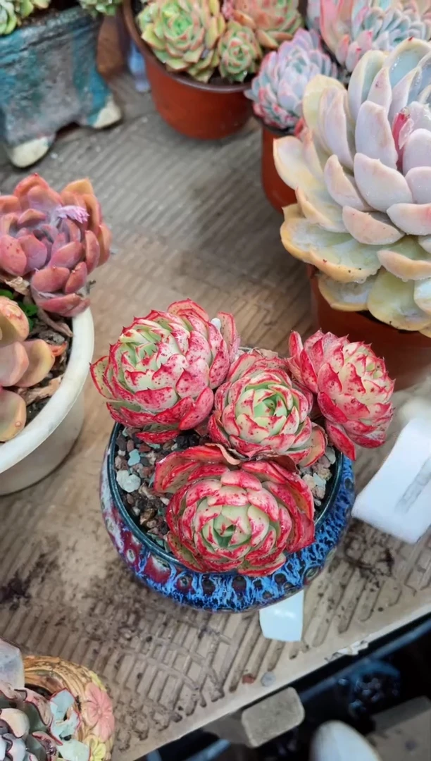 【闪购商品】20058