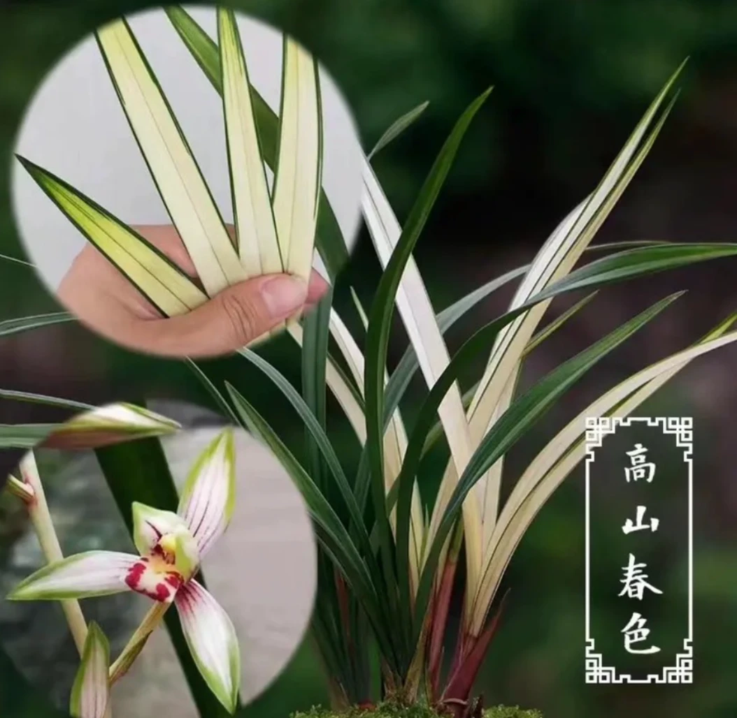 建兰（高山春色）浓香型兰花室内绿植盆栽四季好养