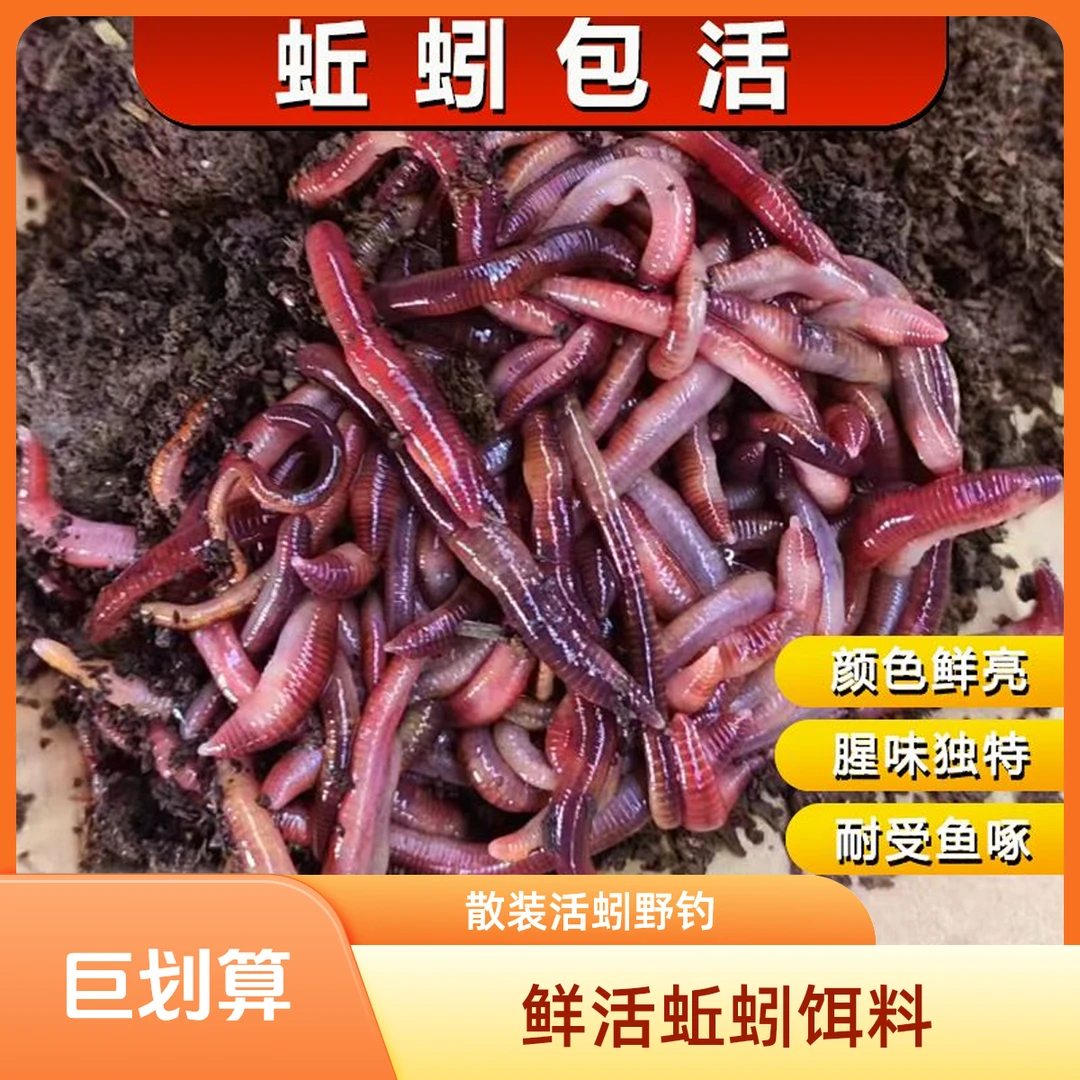 新鲜活蚯蚓钓鱼饵料野钓专用红蚯蚓腥味散装