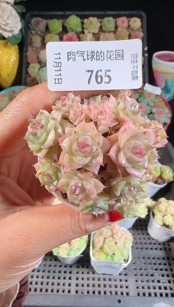 111-765（群生不包整）