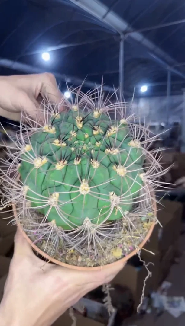 【闪购商品】实生根 新天地 9-12cm