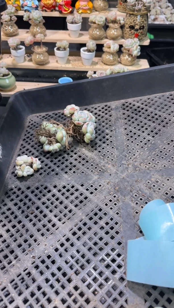 【闪购商品】121号到手1框-江北多肉