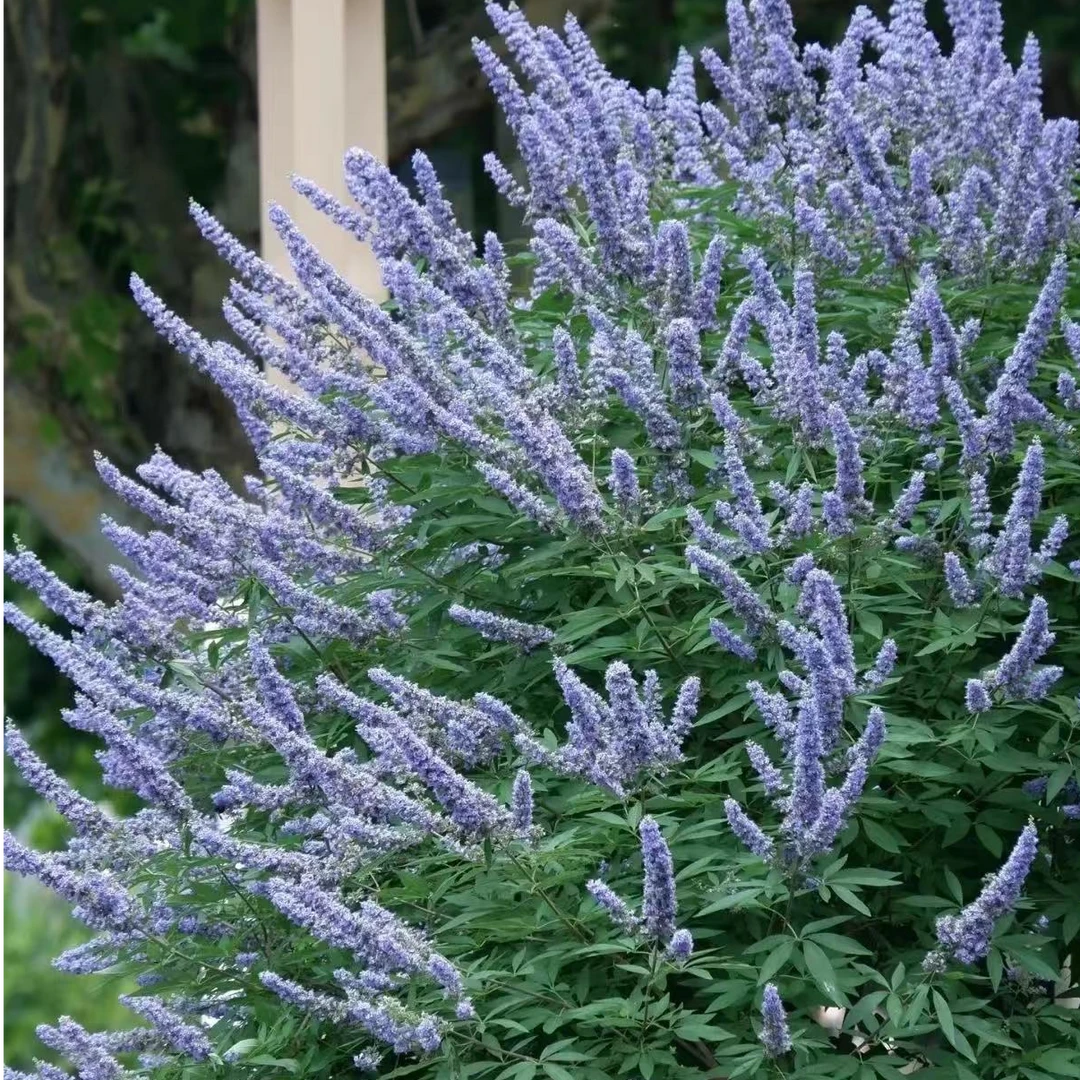 穗花牡荆耐寒耐热庭院花园长花期绿植