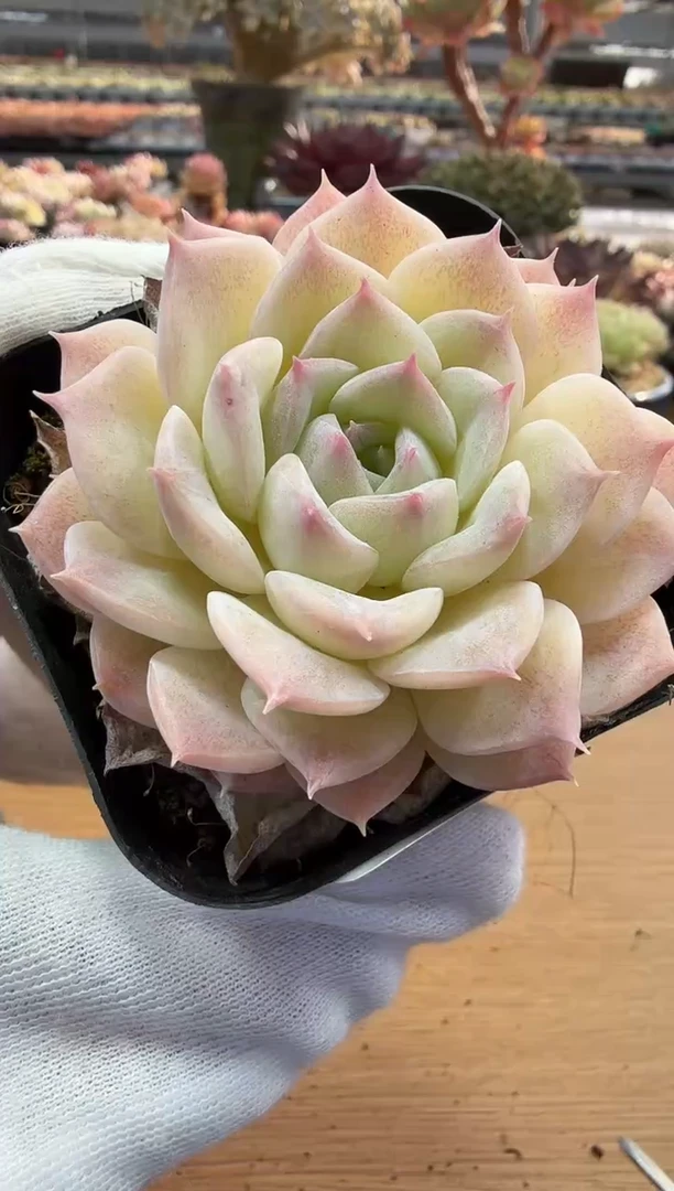 东云多肉园二店-103