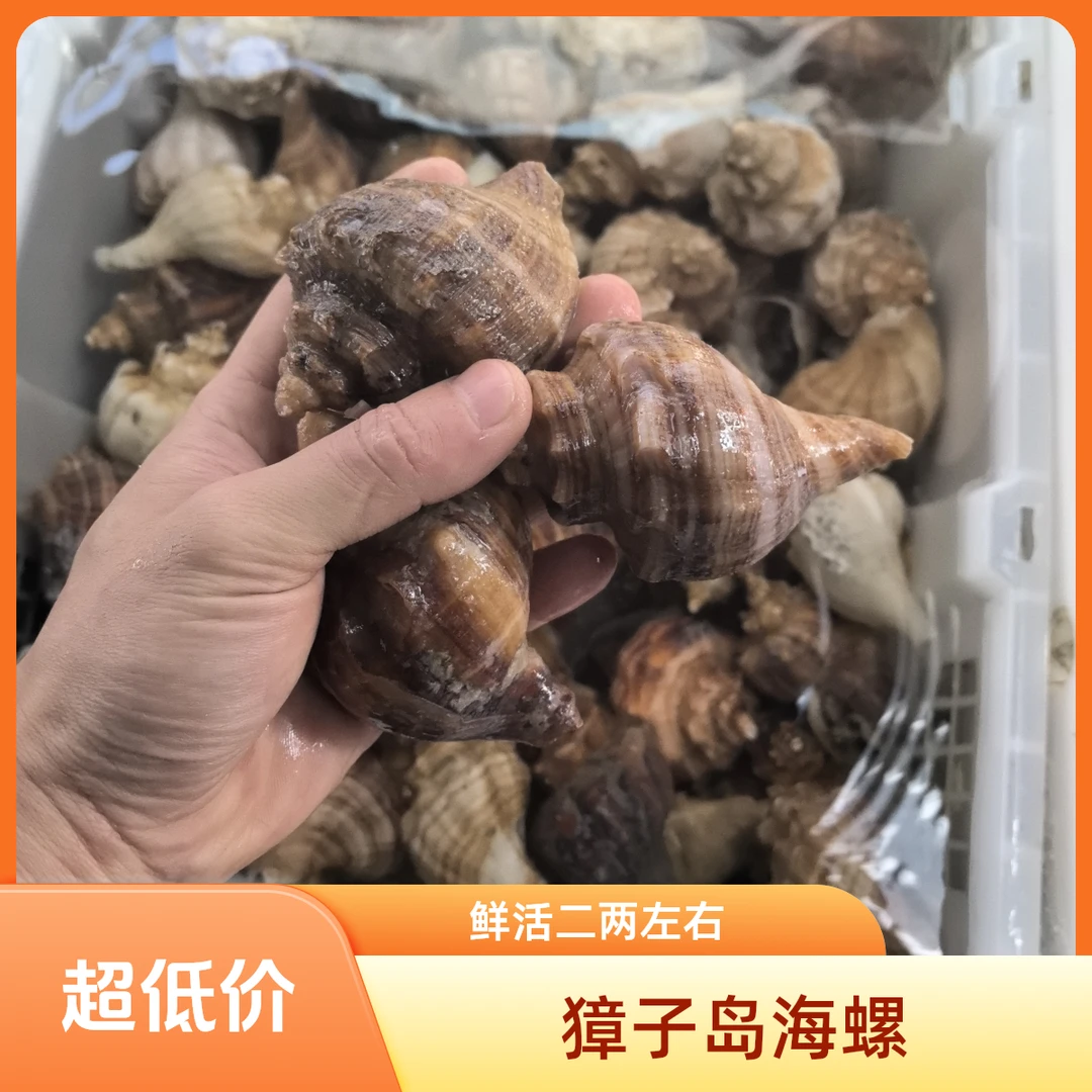 【鲜活】獐子岛大海螺单只二两左右一斤约4-6只