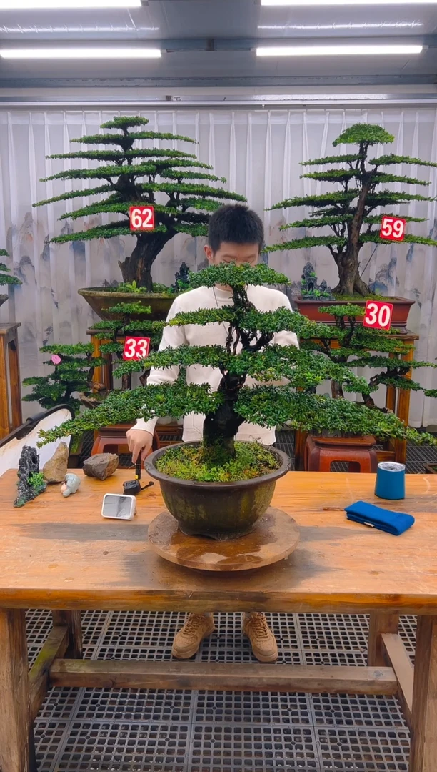 无花朵精品盆景直播间一物一拍