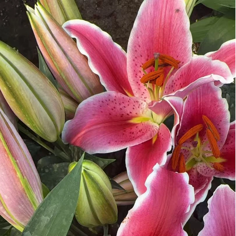 中昌花卉【香水百合】3颗苗到手保十个花苞易成活