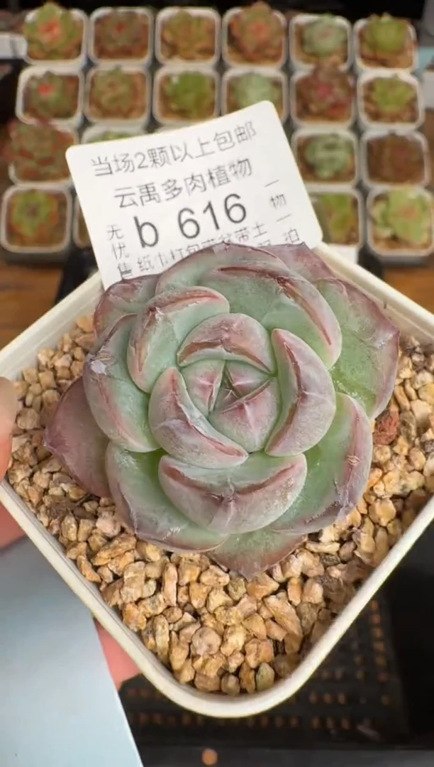 615b珍妮多肉(6.5cm杯）一物一拍 带盆土发