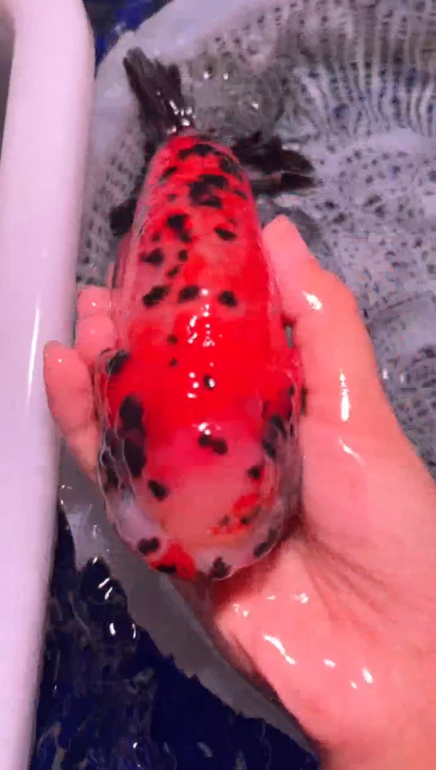 金鱼（运费自理，马印灯照射）福州追鱼兰寿金鱼