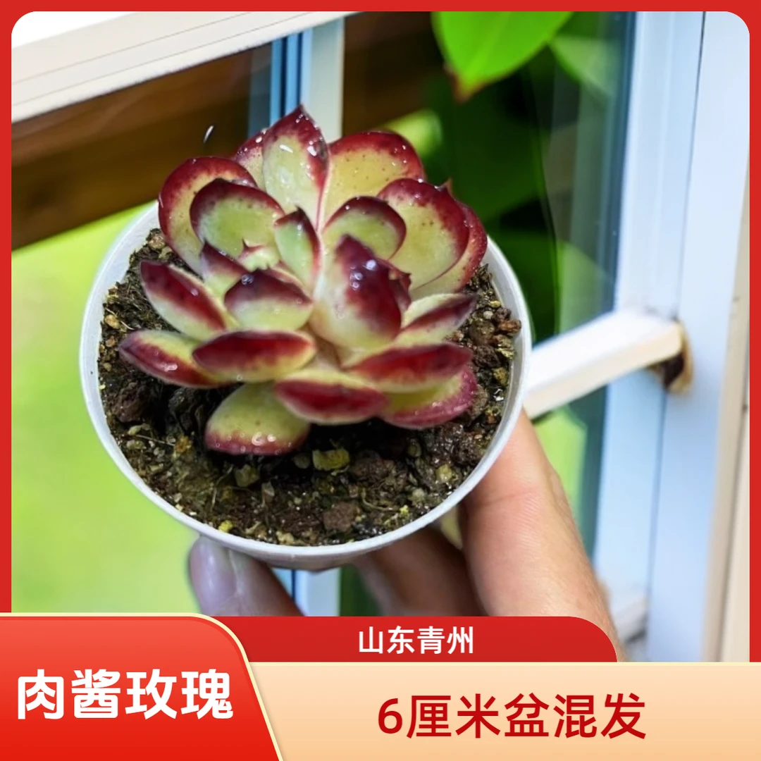 肉酱玫瑰6厘米盆老桩多肉