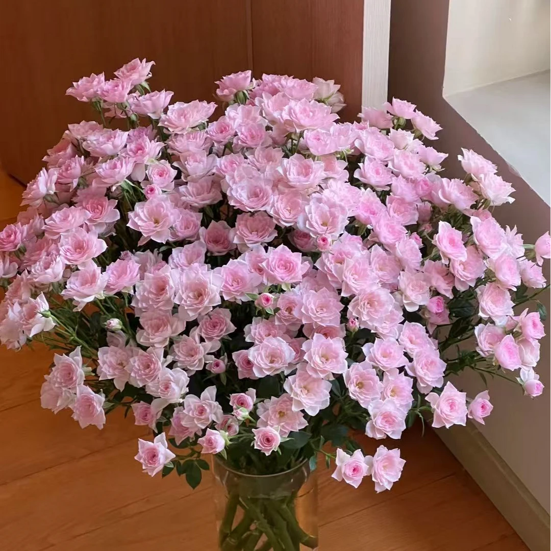 完美甜蜜多头玫瑰-家养鲜花云南基地直发-