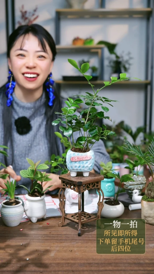 【闪购商品】226--3157九里香