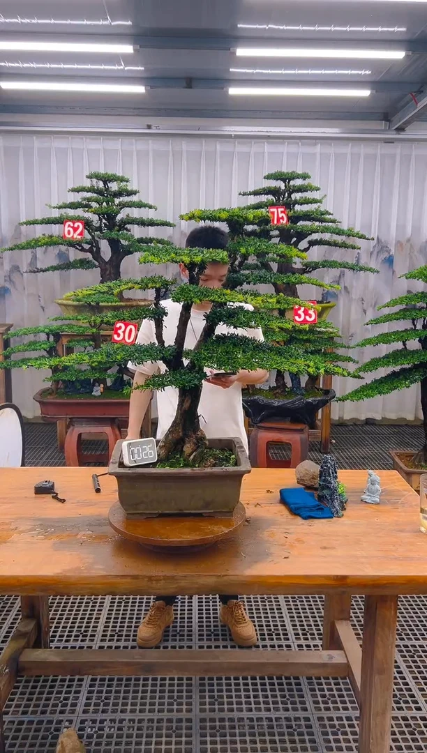 无花朵精品盆景直播间一物一拍