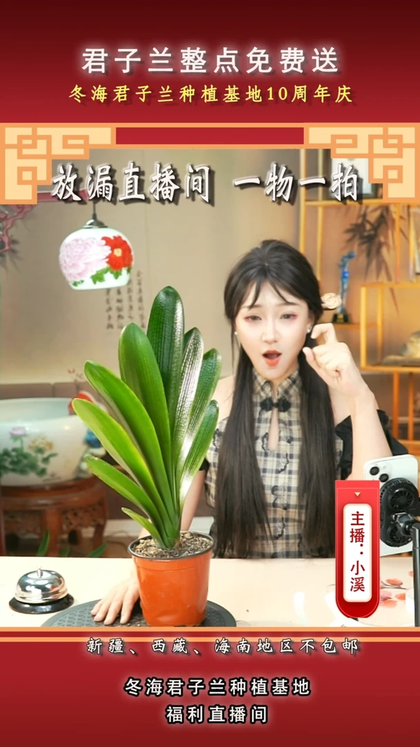 当前无花朵，栽培后可花朵春*君子兰