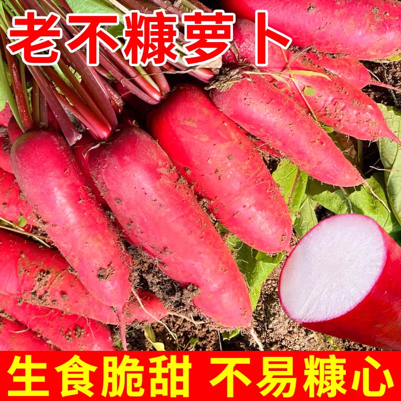 【老不糠501水萝卜种子】甜脆红皮蔬菜白肉水果罗卜春秋西瓜播种