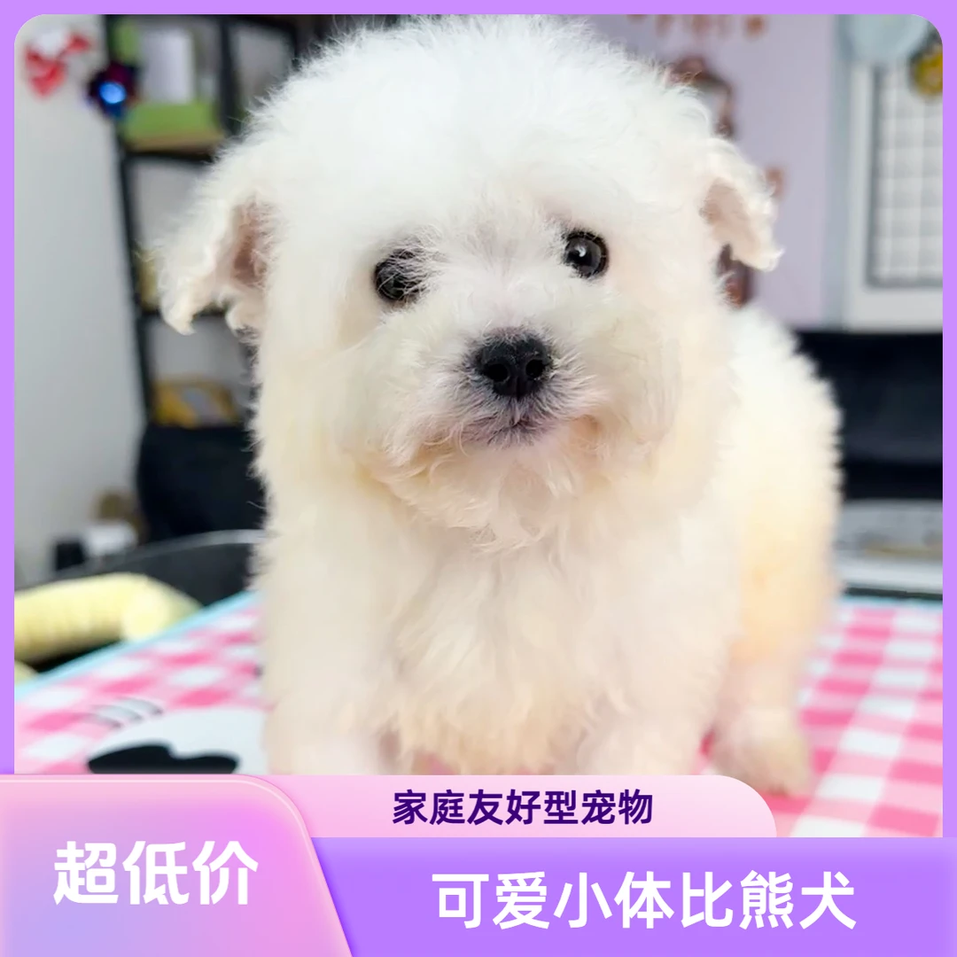 福利宝贝可爱白色小型比熊犬泰迪犬小狗可卡布马尔泰幼犬狗狗