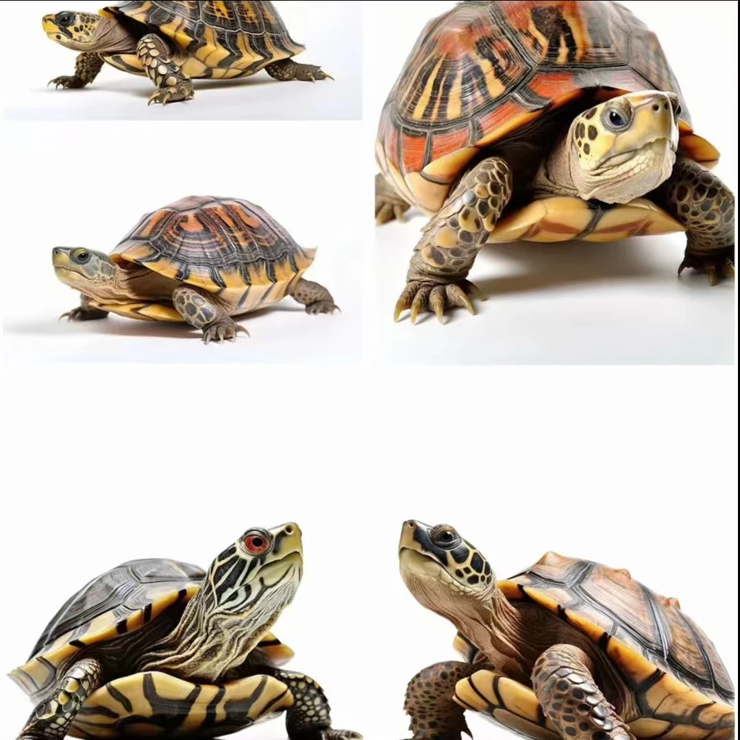 通用宠物活体链接（一）