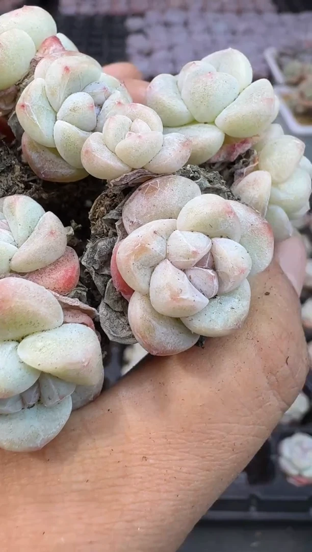 【闪购商品】23号到手1框---江北多肉