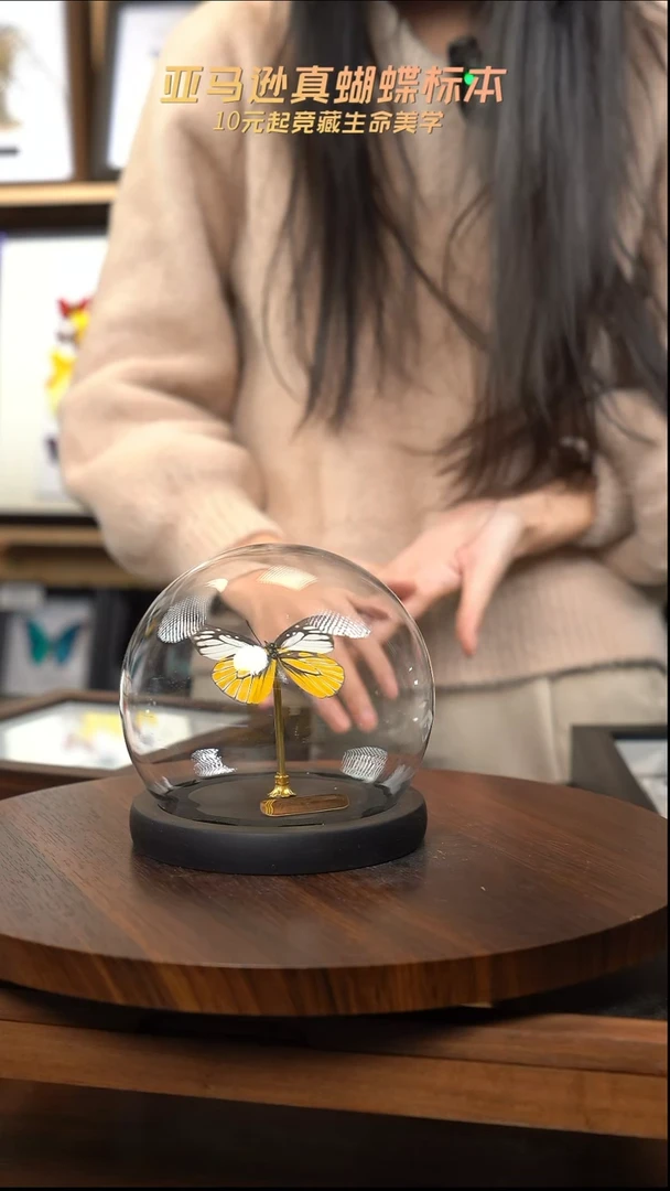 锯粉蝶小号玻璃球款