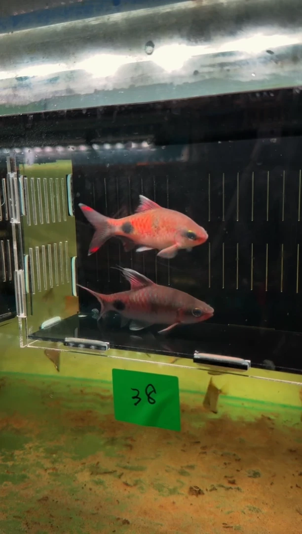 灯科鱼格*-38【克里 1公+1母   10-11cm】共2条