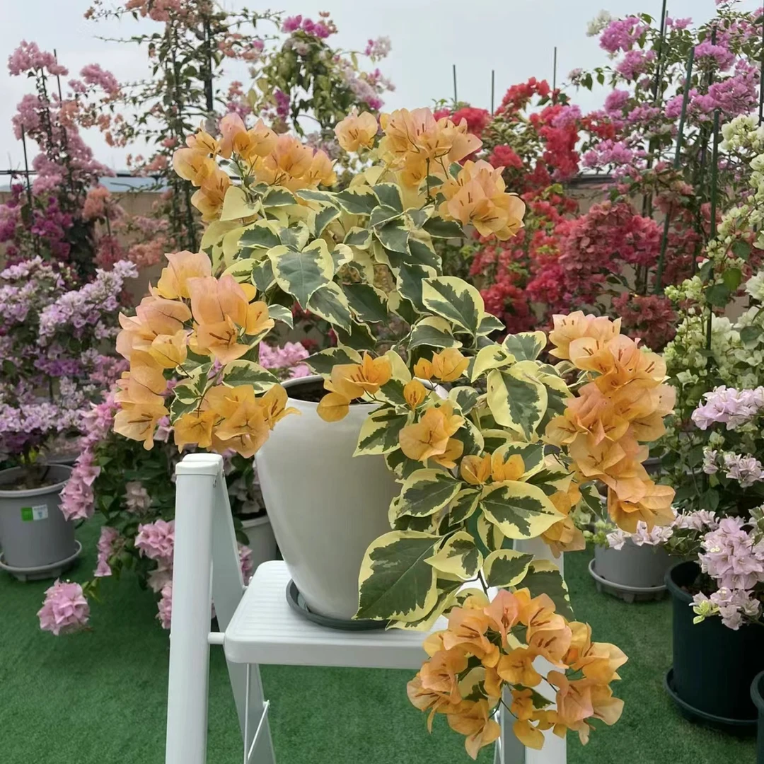 【花叶黎明三角州】三角梅四季勤花室外走廊四季开花好养绿植不带花